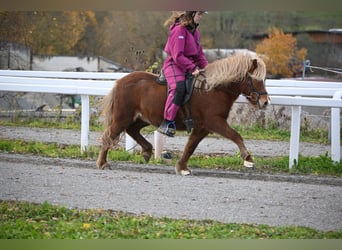 Caballos islandeses, Yegua, 8 años, 136 cm, Alazán