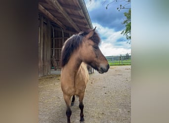 Caballos islandeses, Yegua, 8 años, 136 cm, Bayo