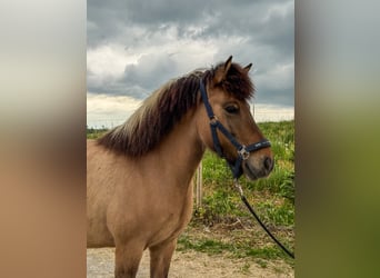 Caballos islandeses, Yegua, 8 años, 136 cm, Bayo