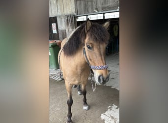 Caballos islandeses, Yegua, 8 años, 136 cm, Bayo
