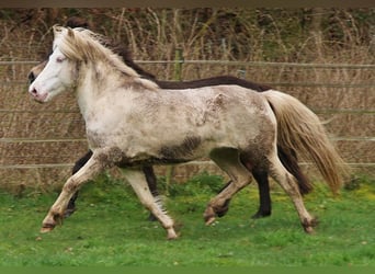 Caballos islandeses, Yegua, 8 años, 136 cm, Perlino