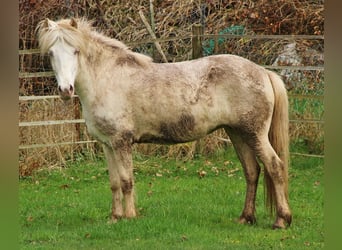 Caballos islandeses, Yegua, 8 años, 136 cm, Perlino