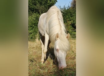 Caballos islandeses, Yegua, 8 años, 136 cm, Perlino