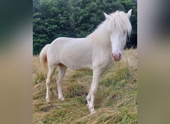 Caballos islandeses, Yegua, 8 años, 136 cm, Perlino