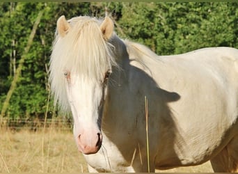 Caballos islandeses, Yegua, 8 años, 136 cm, Perlino