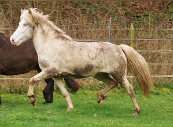 Caballos islandeses, Yegua, 8 años, 136 cm, Perlino