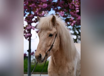 Caballos islandeses, Yegua, 8 años, 137 cm, Palomino