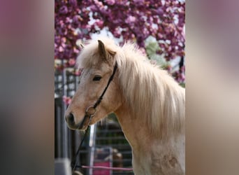 Caballos islandeses, Yegua, 8 años, 137 cm, Palomino