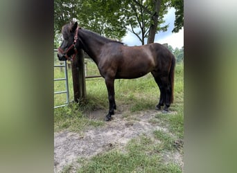 Caballos islandeses, Yegua, 8 años, 139 cm, Castaño oscuro