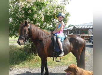 Caballos islandeses, Yegua, 8 años, 139 cm, Negro