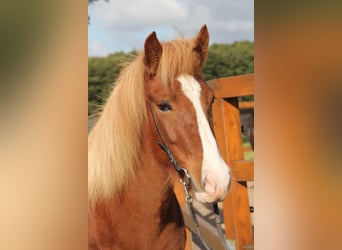 Caballos islandeses, Yegua, 8 años, 140 cm, Alazán