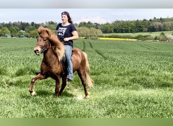 Caballos islandeses, Yegua, 8 años, 140 cm, Alazán-tostado