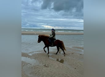 Caballos islandeses, Yegua, 8 años, 140 cm, Alazán-tostado