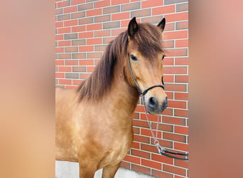 Caballos islandeses, Yegua, 8 años, 140 cm, Castaño