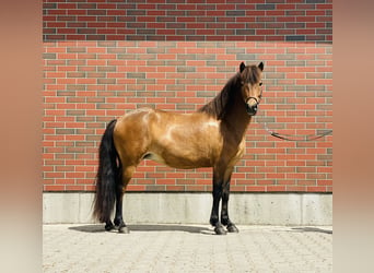 Caballos islandeses, Yegua, 8 años, 140 cm, Castaño