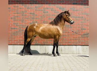 Caballos islandeses, Yegua, 8 años, 140 cm, Castaño