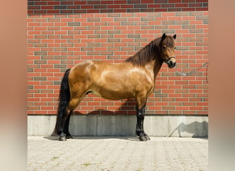 Caballos islandeses, Yegua, 8 años, 140 cm, Castaño