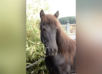 Caballos islandeses, Yegua, 8 años, 140 cm, Negro