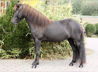 Caballos islandeses, Yegua, 8 años, 140 cm, Negro