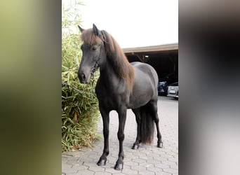 Caballos islandeses, Yegua, 8 años, 140 cm, Negro