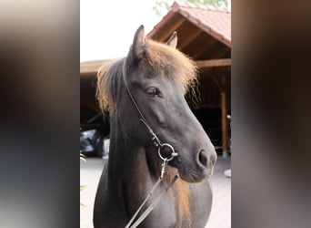Caballos islandeses, Yegua, 8 años, 140 cm, Negro