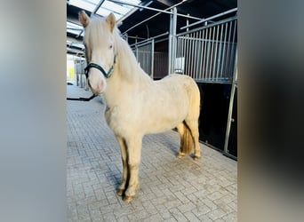 Caballos islandeses, Yegua, 8 años, 140 cm, Perlino