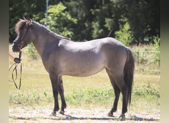 Caballos islandeses, Yegua, 8 años, 141 cm, Bayo