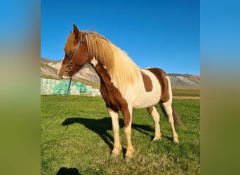 Caballos islandeses, Yegua, 8 años, 141 cm, Pío