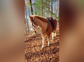 Caballos islandeses, Yegua, 8 años, 142 cm, Pío