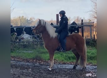 Caballos islandeses, Yegua, 8 años, 143 cm, Bayo