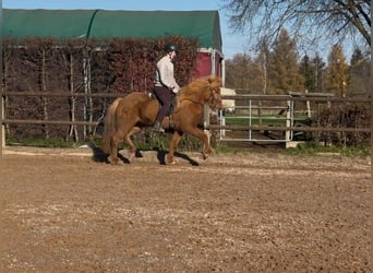 Caballos islandeses, Yegua, 8 años, 144 cm, Alazán