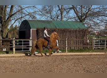 Caballos islandeses, Yegua, 8 años, 144 cm, Alazán