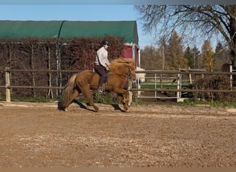 Caballos islandeses, Yegua, 8 años, 144 cm, Alazán