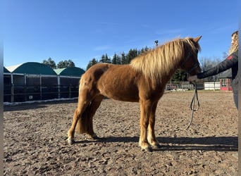 Caballos islandeses, Yegua, 8 años, 144 cm, Alazán