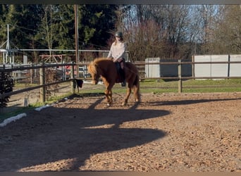 Caballos islandeses, Yegua, 8 años, 144 cm, Alazán