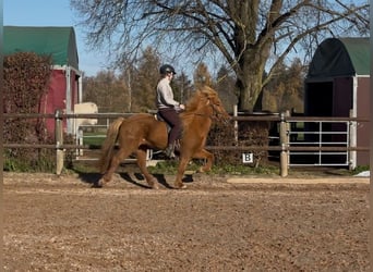 Caballos islandeses, Yegua, 8 años, 144 cm, Alazán