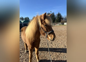 Caballos islandeses, Yegua, 8 años, 144 cm, Alazán