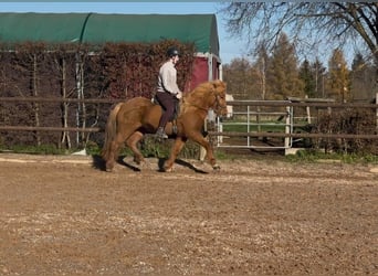 Caballos islandeses, Yegua, 8 años, 144 cm, Alazán