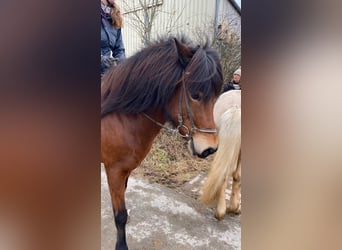 Caballos islandeses, Yegua, 8 años, 144 cm, Castaño claro