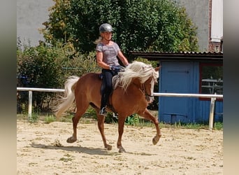 Caballos islandeses, Yegua, 8 años, 145 cm, Alazán-tostado