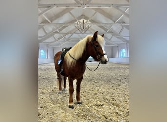 Caballos islandeses, Yegua, 8 años, 146 cm, Alazán