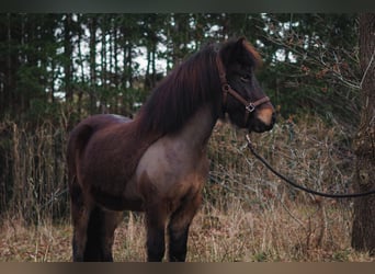 Caballos islandeses, Yegua, 8 años, 146 cm, Castaño