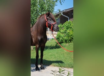 Caballos islandeses, Yegua, 8 años, 147 cm, Negro