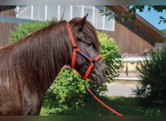 Caballos islandeses, Yegua, 8 años, 147 cm, Negro