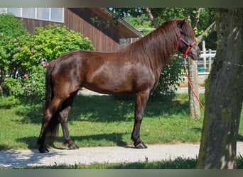 Caballos islandeses, Yegua, 8 años, 147 cm, Negro