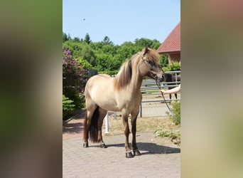 Caballos islandeses, Yegua, 8 años, 150 cm, Bayo