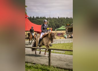 Caballos islandeses, Yegua, 8 años, 150 cm, Bayo