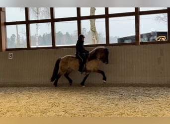 Caballos islandeses, Yegua, 8 años, 153 cm, Bayo