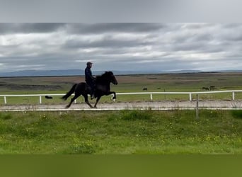 Caballos islandeses, Yegua, 8 años, Negro