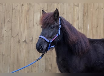 Caballos islandeses, Yegua, 8 años, Negro